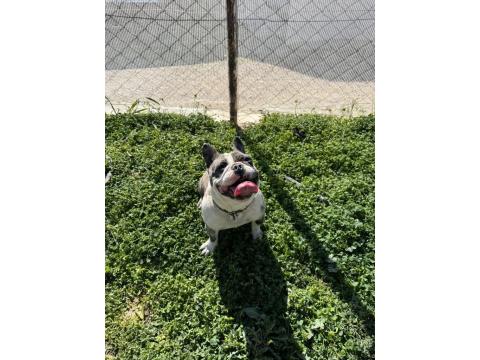 2 Yaşında Dişi Blue Merle French Bulldog