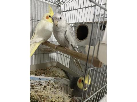 Dişi Eşe Hazır Kızgın Sultan Papağanı