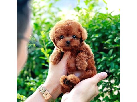 Toy Poodle Bebeklerim