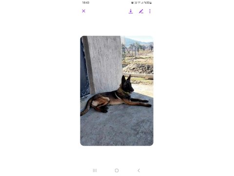 Sağlık Ve Irk Garantili Belçika Kurdu (Malinois) Yavrularımız