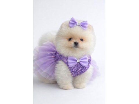 Ayı Surat Pomeranian Boo Köpekler