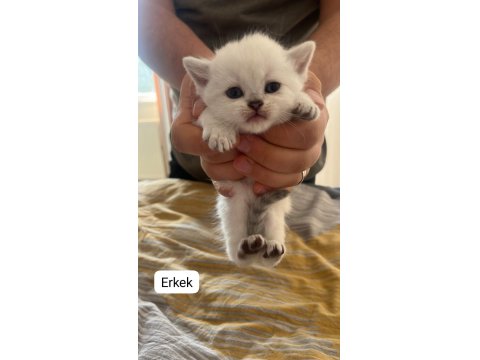 Sıcak Yuvasını Arayan Sevimli Mavi Gözlü Boncuk Kediler