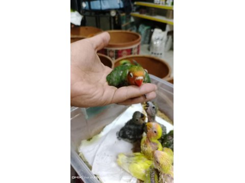 Prehistoricpets Garantisi İle El Besleme Sevdalar