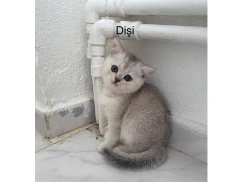 British Shorthair Yavruları