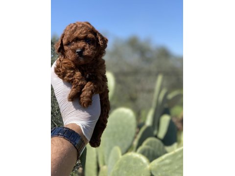 Sağlık Ve Irk Garantili Toy Poodle Yavrularımız