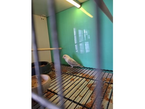 Cennet Yavru El Besleme İsteyene Hazır Takım Olarak