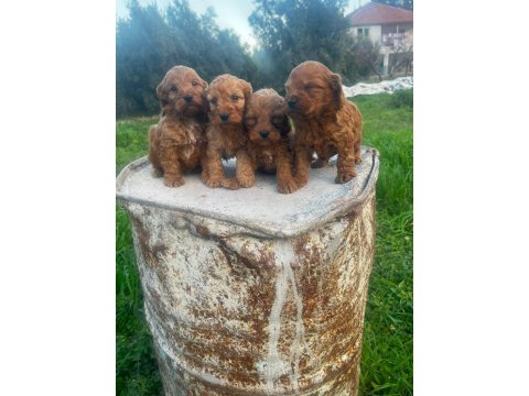 Büyümeyen Maltipoo Yavrularım