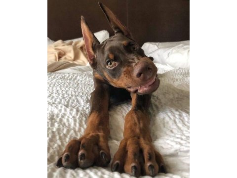 Sağlık Ve Irk Garantili Doberman Köpekleri