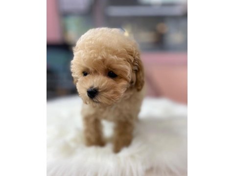 Efsane Maltipoo Yavruları