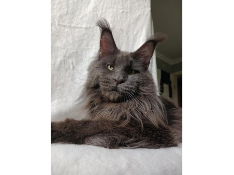 Harika Sağlıklı Yavru Maine Coon Kedimiz