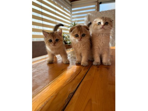 Golden Black Ny12 Kardeş Kediler Teslime Hazır