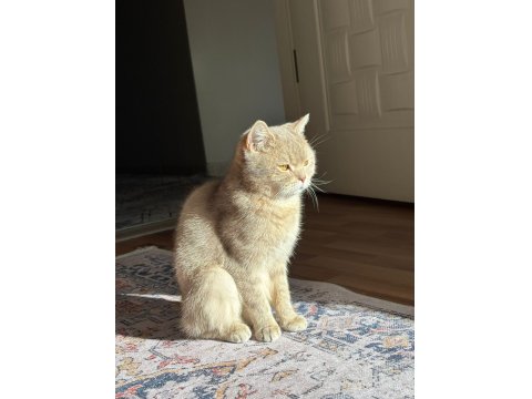 Sevimli Golden British Shorthair Yavrular