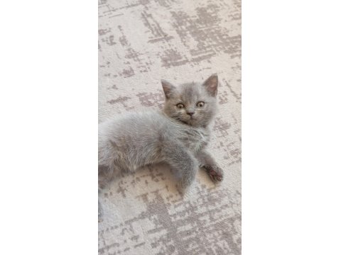 2 Aylık Oyuncu British Shorthair Bebişler
