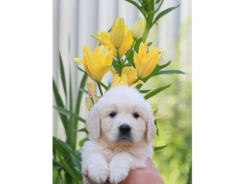 Sevimli Golden Retriever Yavrularımız