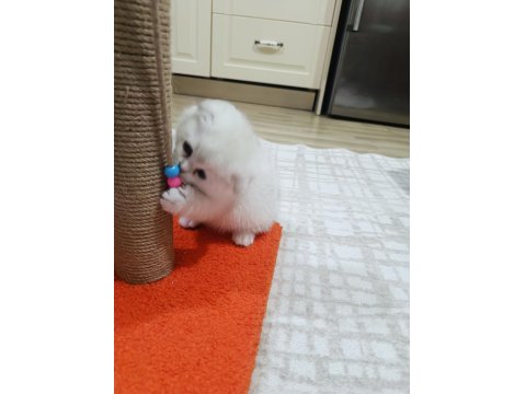 0 Kulak Silver Renk Scottish Fold Erkek Yavru