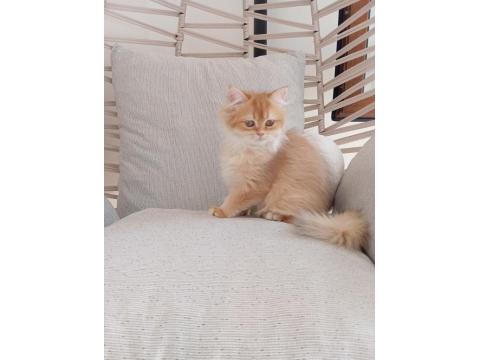 3.5 Aylık By12 British Longhair Dişi Kedimiz