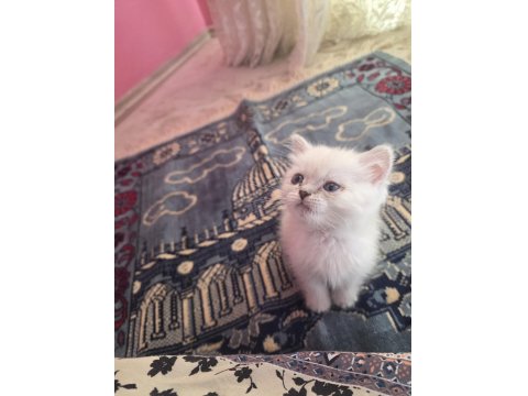 British Semi Longhair