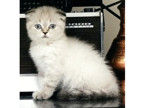 Dişi Scottish Fold Kedim Blue Point