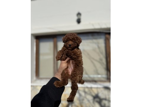 Kore Poodle Yavruları