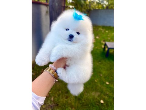 Ayı Surat Pomeranian Boo