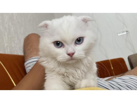 Bulunması Zor Kedimiz