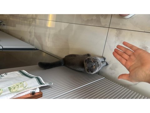 Scottish Fold 5.5 Aylık Yavru