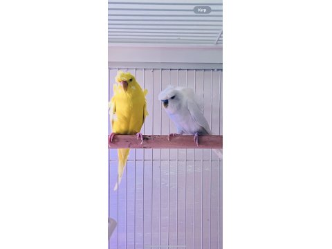 Hagen Vision Ve Çift Japones Muhabbet Kuşlar