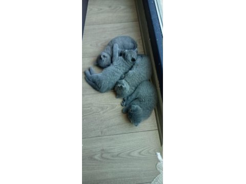 Safkan British Shorthair Yavrularımız