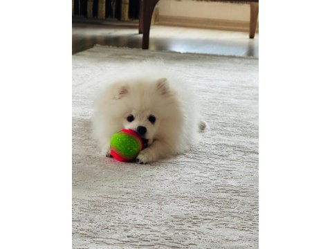 6 Aylık Eğitimli Pomeranian