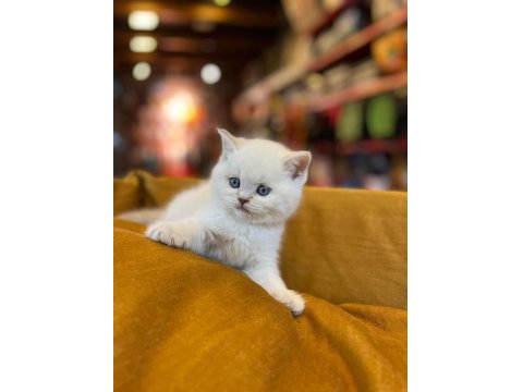 İşletmeden Evraklı Safkan British Shorthair Bebekler
