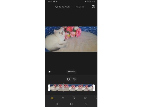 55 Gunluk Dişi Golden Point British Shorthair