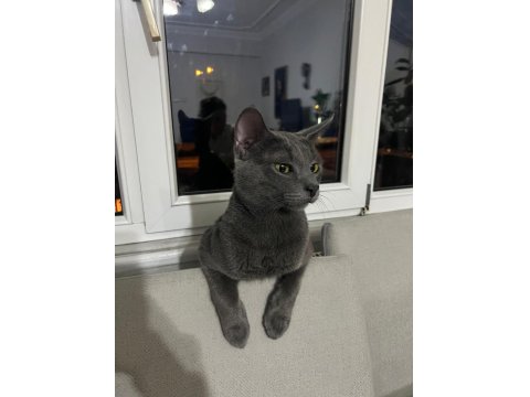 British Shorthair Oğlumuza Eş Arıyoruz