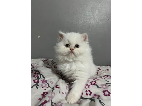 İran Persian Cinsi İki Adet Dişi Yavru