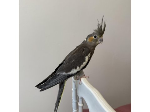 Sultan Papağanı Sahiplendirilecektir