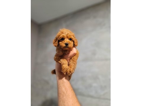 Toy Poodle Cinsi Yavrular Büyümez