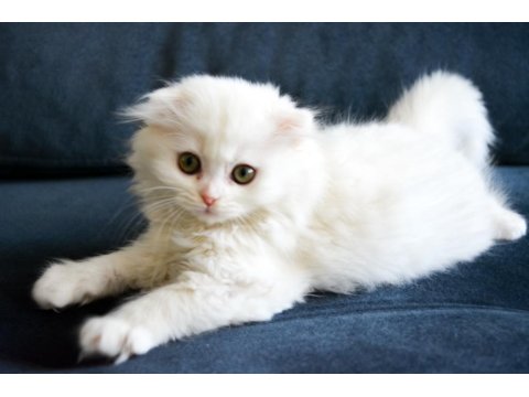 Güzel Scottish Fold Kızlarımız Yeni Yuvasına Gitmeye Hazır