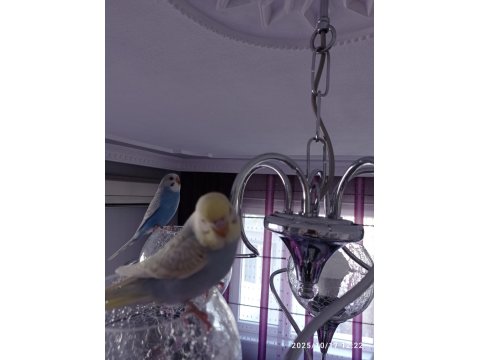 Oyuncu Yavru Muhabbet Kuşlar