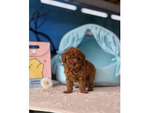 Toy Poodle Irk Ve Sağlık Garantili