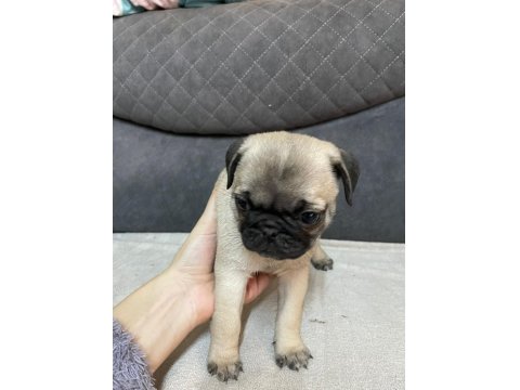 Pug Yavru Köpek
