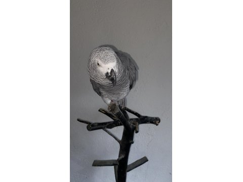 Full Evcil 2.5 Yaşında Oyun Hamuru Gibi Jakomuz