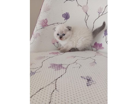 Bal Küpü Kar Topu Scottish Fold Bebekler