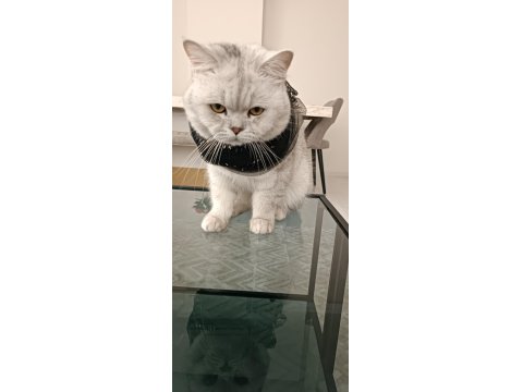 British Scottish Yavrularım