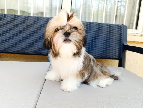 Eşsiz Güzellikte Shih Tzu Yavruları