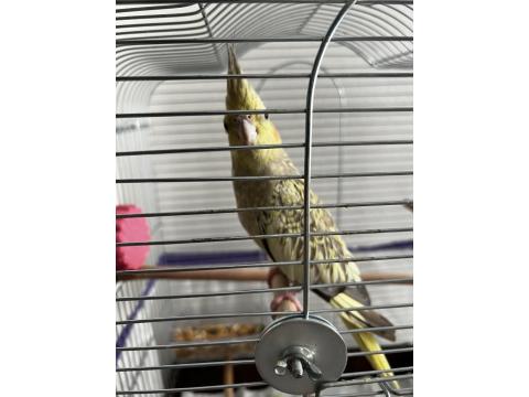 Sağlıklı Sultan Papağanımız