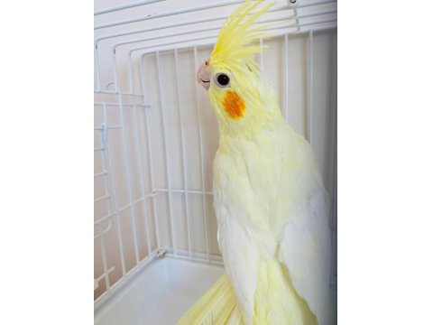 3 Aylık Yavru Sultan Papağanlar