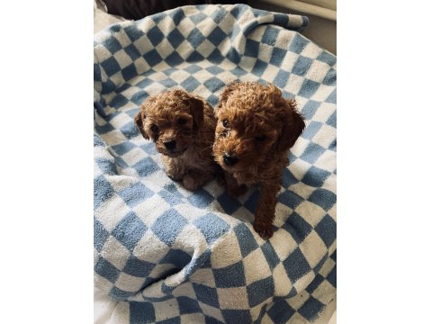 2 Aylık Red Poodle Bebeklerimiz Yeni Yuvalarını Arıyor