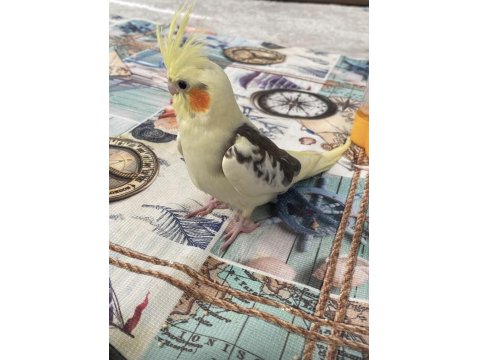 Yavru Sultan Papağanları