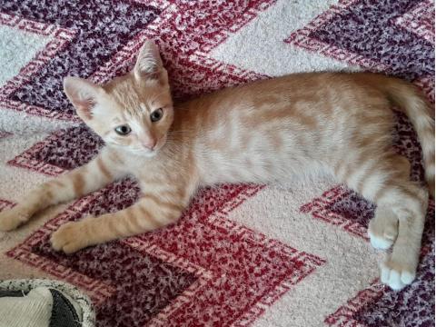 Sarı Ve Kardeşleri Kediler