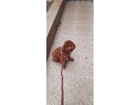 Poodle Köpeğimiz Rossie Yeni Sahibini Arıyor