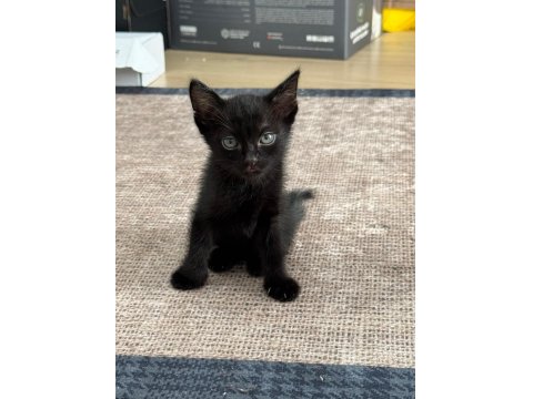 Güzel Kızımın Biricik Scottish Fold Yavruları